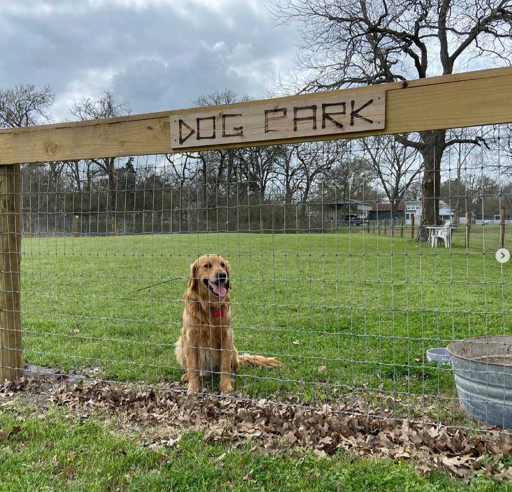 Golden retriever at the park’s fenced dog park